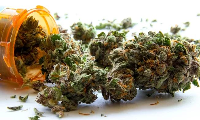 NACOC partners CSIR to research medical and industrial uses of hemp