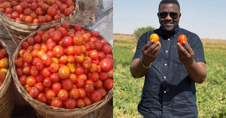 Tomato prices to drop sharply in coming weeks – Dumelo