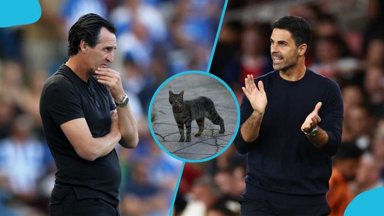 Aston Villa vs Arsenal prediction: Mysterious cat picks the winner in viral video