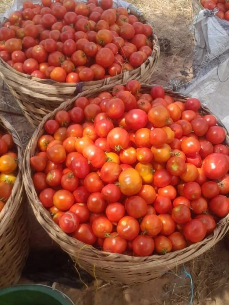 Gov’t begins preparations for large-scale dry season tomato farming – Dumelo